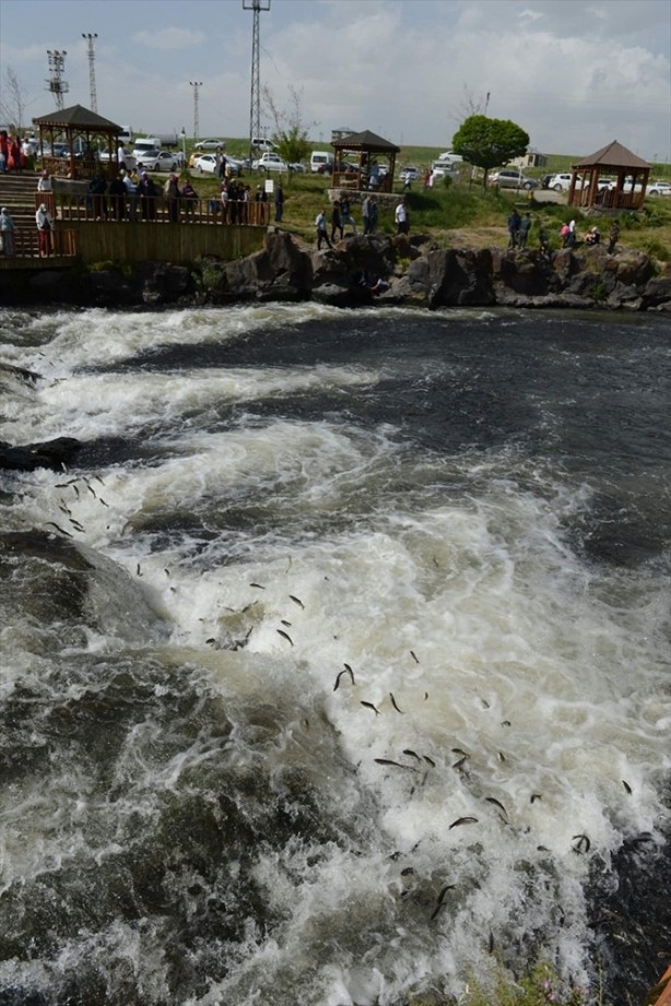 Foto - İnci kefalinden görsel şölen