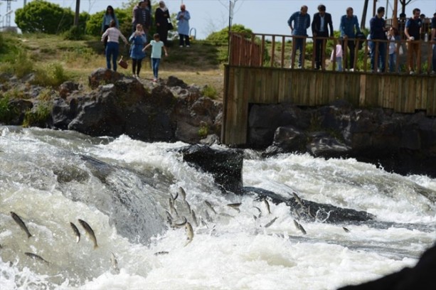 Foto - İnci kefalinden görsel şölen
