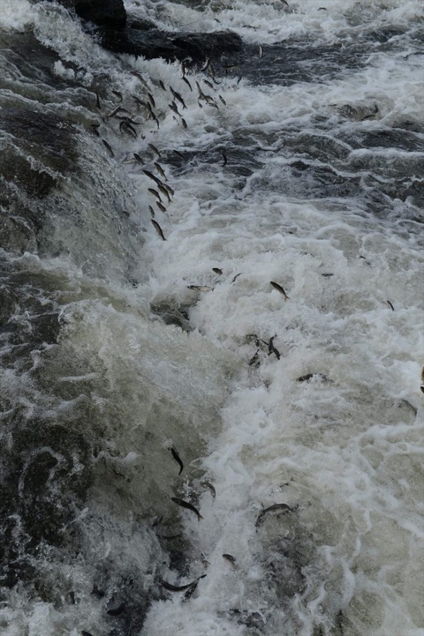 Foto - İnci kefalinden görsel şölen