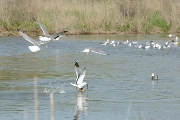 Foto - İnci kefalinden görsel şölen