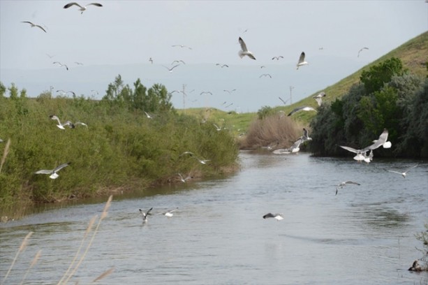 Foto - İnci kefalinden görsel şölen