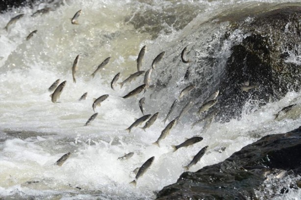 Foto - İnci kefalinden görsel şölen