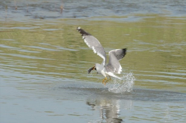 Foto - İnci kefalinden görsel şölen
