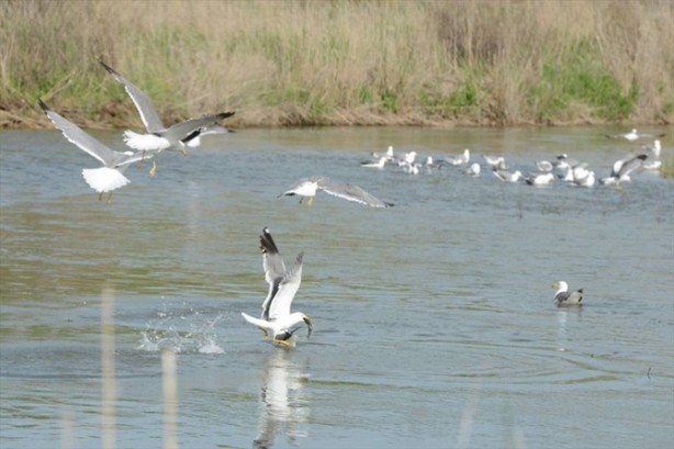 Foto - İnci kefalinden görsel şölen