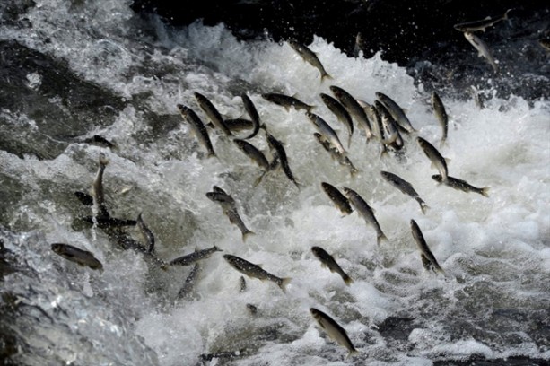 Foto - İnci kefalinden görsel şölen