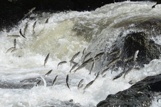 Foto - İnci kefalinden görsel şölen