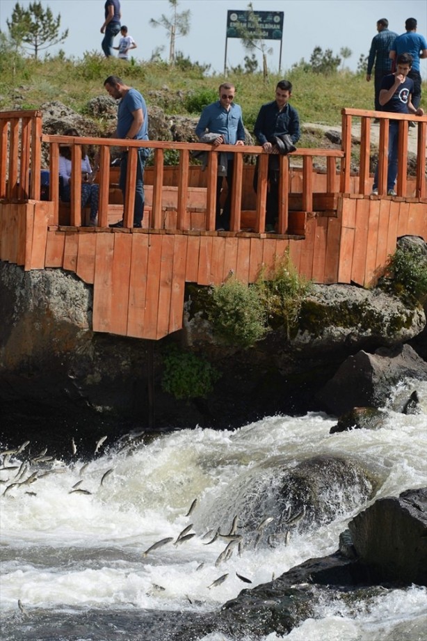 Foto - İnci kefalinden görsel şölen