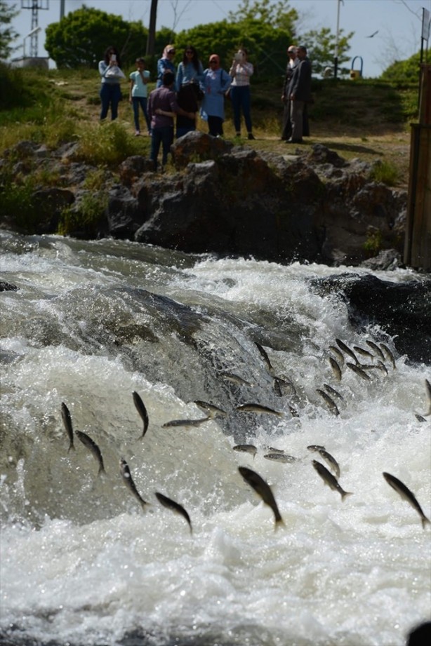 Foto - İnci kefalinden görsel şölen