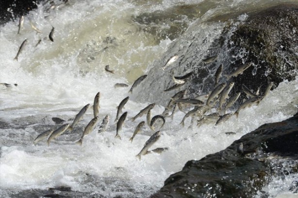 Foto - İnci kefalinden görsel şölen