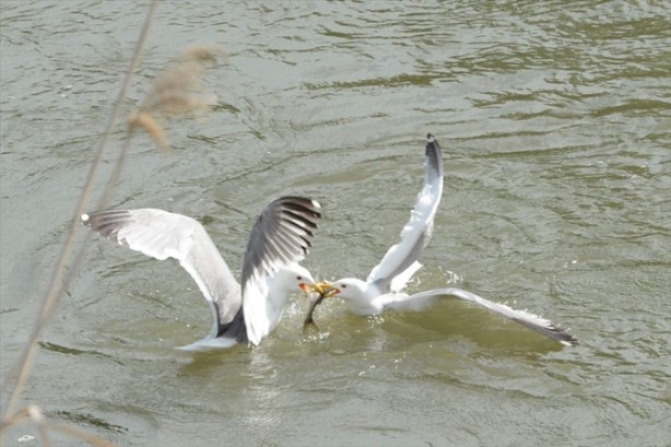 Foto - İnci kefalinden görsel şölen