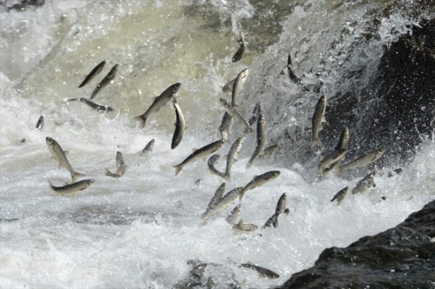 Foto - İnci kefalinden görsel şölen