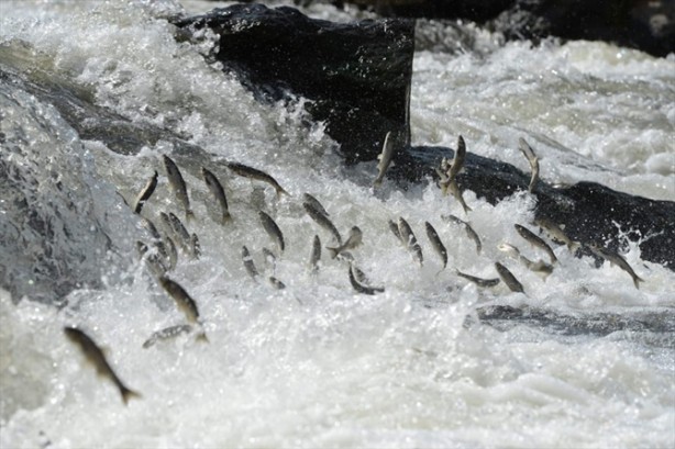 Foto - İnci kefalinden görsel şölen