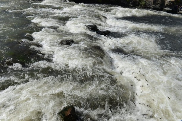 Foto - İnci kefalinden görsel şölen