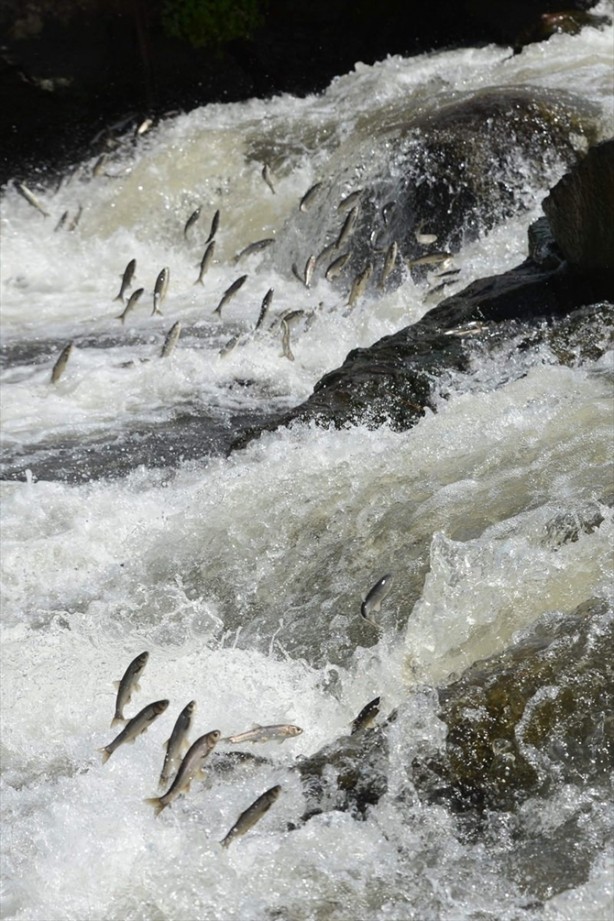 Foto - İnci kefalinden görsel şölen