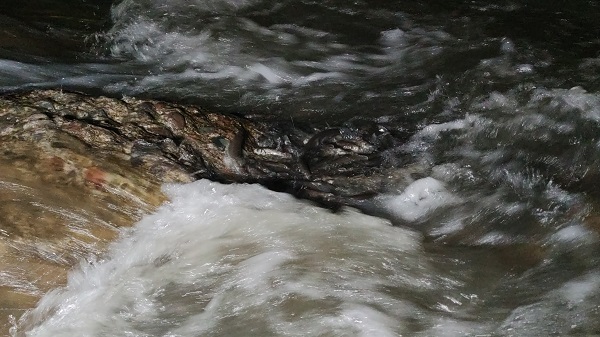 Foto - İnci kefalinin muhteşem yolculuğu başladı