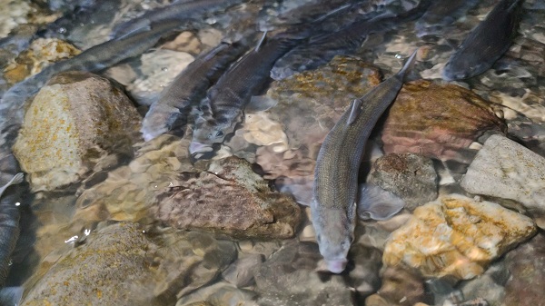 Foto - İnci kefalinin muhteşem yolculuğu başladı