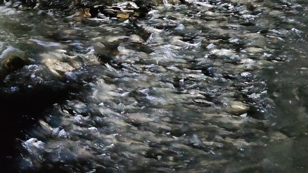 Foto - İnci kefalinin muhteşem yolculuğu başladı