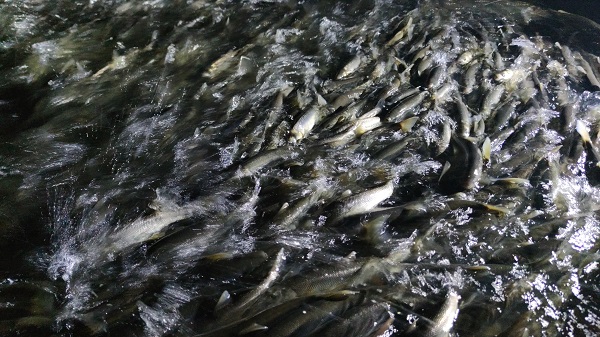 Foto - İnci kefalinin muhteşem yolculuğu başladı