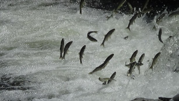 Foto - İnci kefalinin muhteşem yolculuğu devam ediyor
