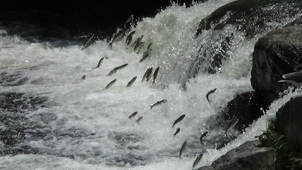 Foto - İnci kefalinin muhteşem yolculuğu devam ediyor
