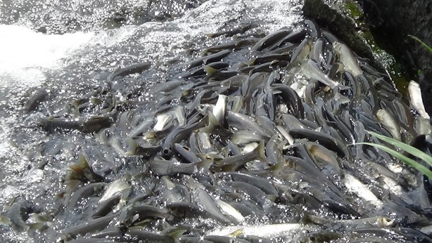Foto - İnci kefalinin muhteşem yolculuğu devam ediyor