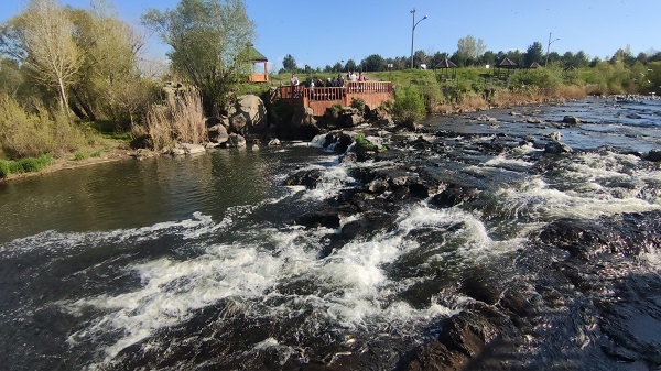 Foto - İnci kefalinin unutulmaz yolculuğu