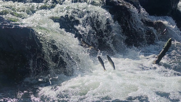 Foto - İnci kefalinin unutulmaz yolculuğu