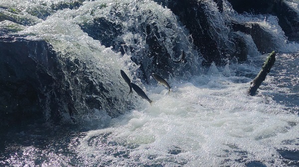 Foto - İnci kefalinin unutulmaz yolculuğu