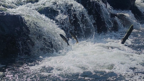 Foto - İnci kefalinin unutulmaz yolculuğu