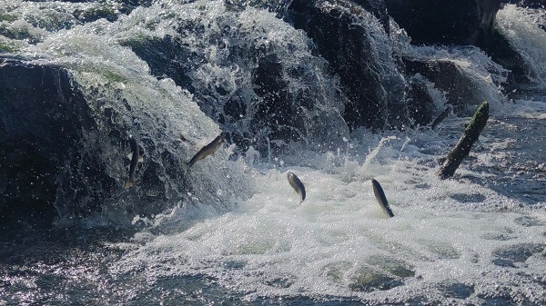 Foto - İnci kefalinin unutulmaz yolculuğu