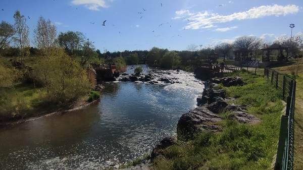 Foto - İnci kefalinin unutulmaz yolculuğu