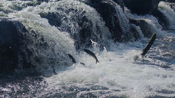 Foto - İnci kefalinin unutulmaz yolculuğu