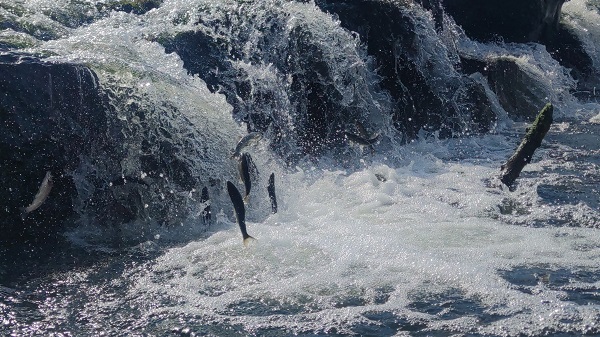 Foto - İnci kefalinin unutulmaz yolculuğu