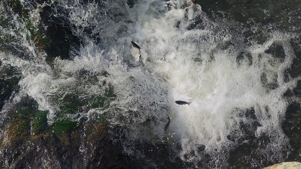 Foto - İnci kefalinin unutulmaz yolculuğu