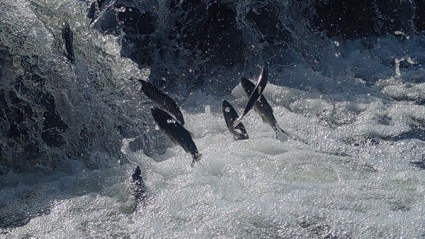 Foto - İnci kefalinin unutulmaz yolculuğu