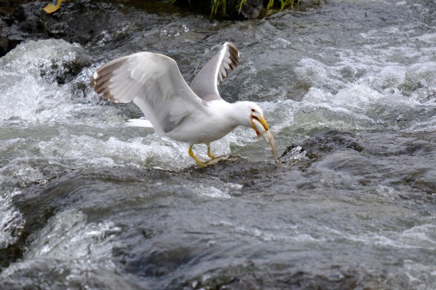 Foto - İnci kefallerin muhteşem göçü sorunsuz şekilde devam ediyor