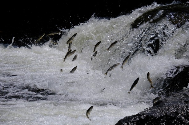 İnci kefallerin muhteşem göçü sorunsuz şekilde devam ediyor