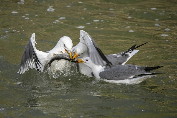 Foto - İnci kefallerinin hazin sonu