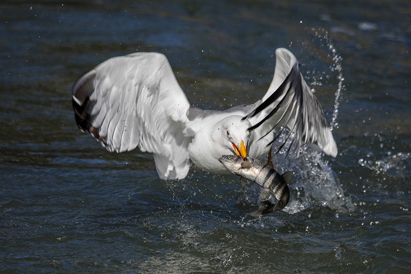 Foto - İnci kefallerinin hazin sonu