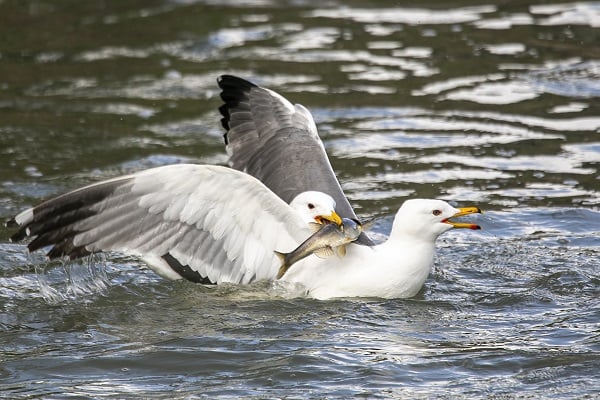 Foto - İnci kefallerinin hazin sonu