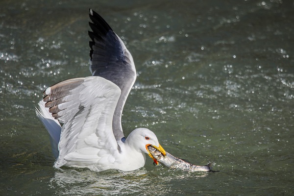 Foto - İnci kefallerinin hazin sonu