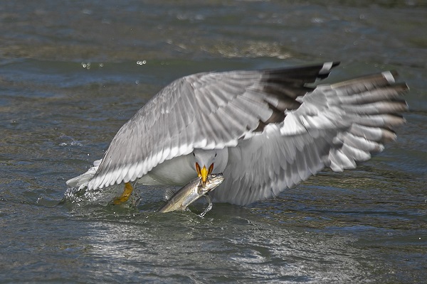 Foto - İnci kefallerinin hazin sonu