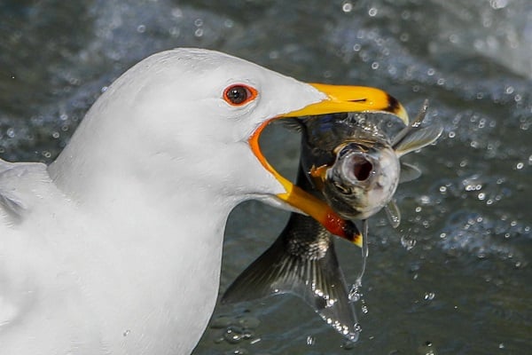 Foto - İnci kefallerinin hazin sonu