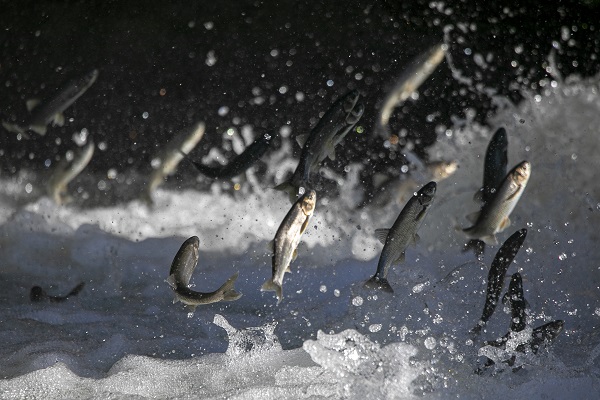 Foto - İnci kefallerinin hazin sonu