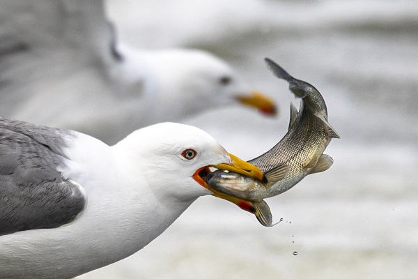 Foto - İnci kefallerinin hazin sonu