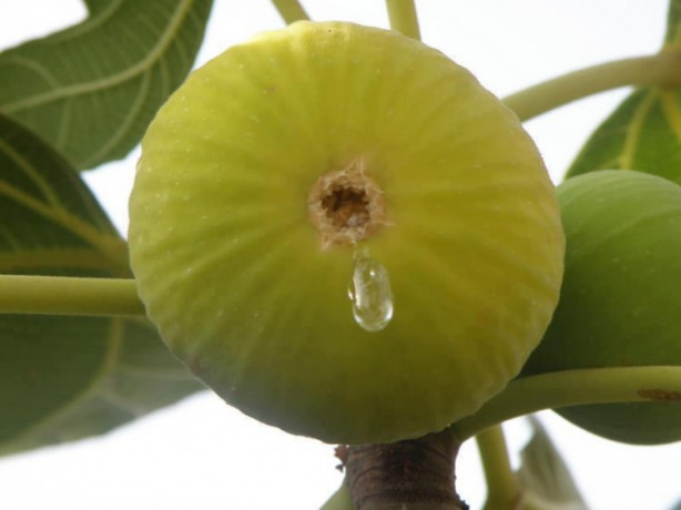 Foto - İncir demir eksikliğini gideriyor!