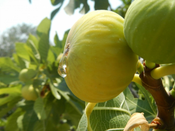  İncir demir eksikliğini gideriyor!