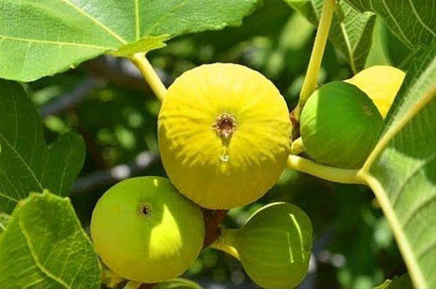 Foto - İncir demir eksikliğini gideriyor!