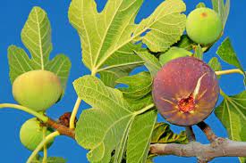 Foto - İncir sütü: Bu adı herkes biliyor! Dikkat, siz de baş döndüren faydalarına şaşıracaksınız! Mest etti!