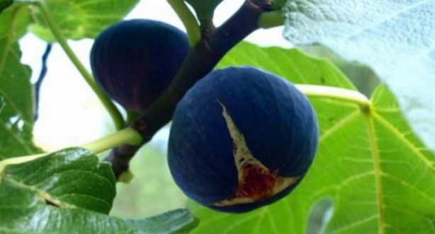 Foto - İncir tam bir şifa deposu! O hastalıklarla savaşıyor